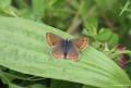 Polyommatus agestis (Çokgözlü Esmer)